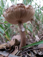 Leucoagaricus americanus