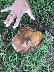 Cyanoboletus pulverulentus