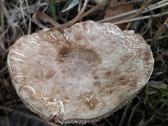 Leucoagaricus americanus