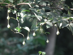 Styrax japonicus