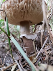 Leucoagaricus americanus
