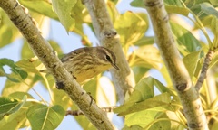 Setophaga palmarum palmarum
