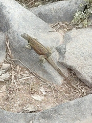 Microlophus delanonis