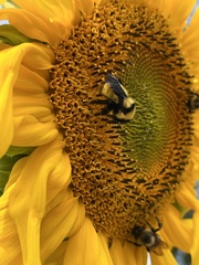 Bombus fervidus