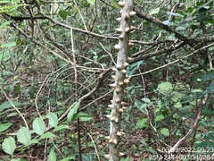 Zanthoxylum syncarpum
