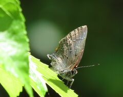 Satyrium calanus