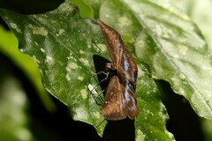 Pyrginae