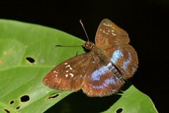 Pyrginae