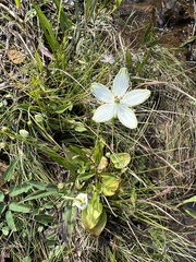 Parnassia grandifolia