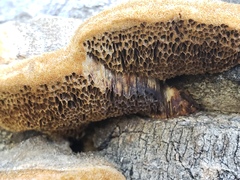Trametes trogii