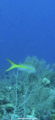 Ocyurus chrysurus