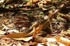 Basiliscus basiliscus