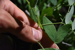 Lathyrus nevadensis