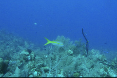 Ocyurus chrysurus