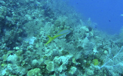 Ocyurus chrysurus