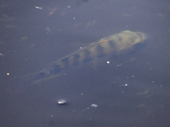 Oreochromis