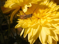 Chorthippus biguttulus