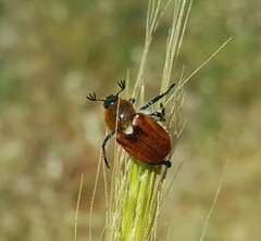 Chaetopteroplia segetum