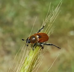 Chaetopteroplia segetum