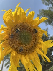 Bombus fervidus