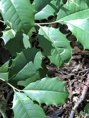 Ilex opaca