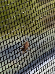 Ozophora picturata