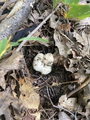 Entoloma abortivum