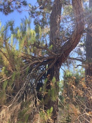 Arceuthobium littorum