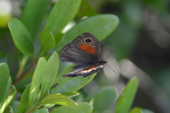 Cassionympha cassius