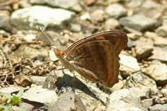 Junonia