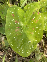 Caladium