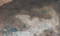 Cnemaspis mysoriensis