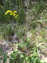 Solidago juncea