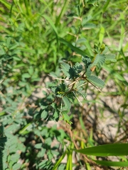 Prosopis reptans