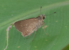 Borbo cinnara