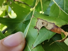 Macrodiplosis majalis