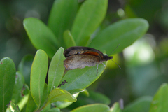 Cassionympha cassius