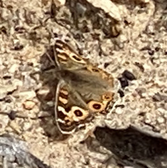 Junonia villida