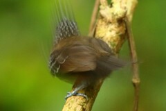 Thamnophilus bridgesi
