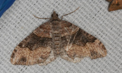 Xanthorhoe defensaria