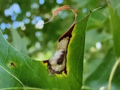 Macrodiplosis majalis