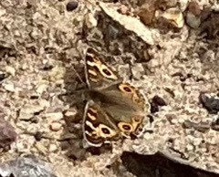 Junonia villida