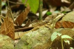 Basiliscus basiliscus