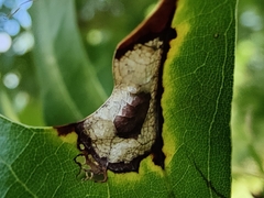 Macrodiplosis majalis