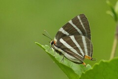 Panthiades bathildis