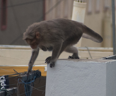 Macaca radiata