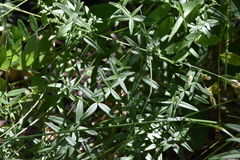 Galium boreale