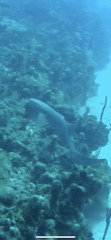 Ginglymostoma cirratum