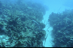 Ginglymostoma cirratum