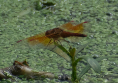 Brachythemis contaminata